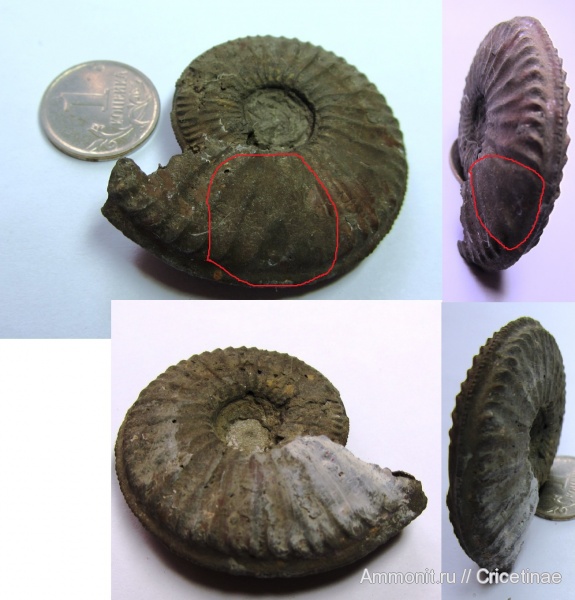 Amoeboceras, Amoeboceras serratum