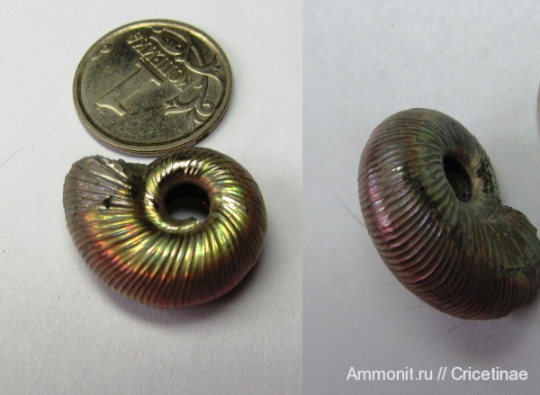 Perisphinctidae, Subdiscosphinctes