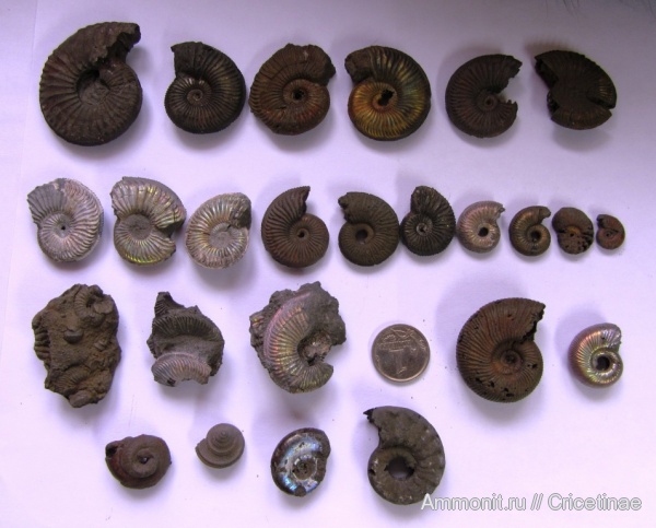 Amoeboceras, Kachpurites, Euaspidoceras, Pleurotomaria, Perisphinctidae, Volgian