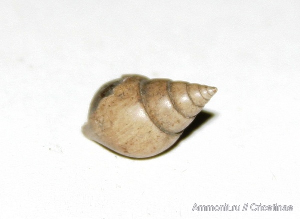 Pictavia, Pictavia laevigata