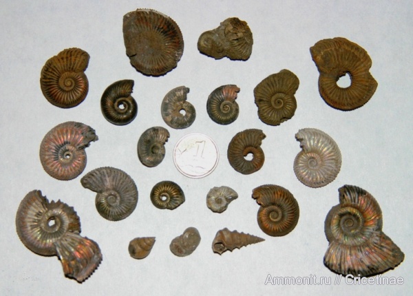 Amoeboceras, Dicroloma, Pictavia, Perisphinctidae