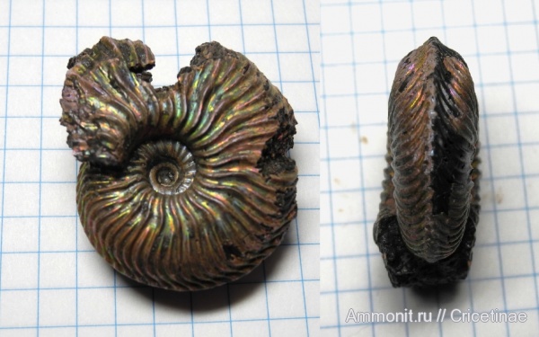 Cardioceras, Cardioceras alphacordatum