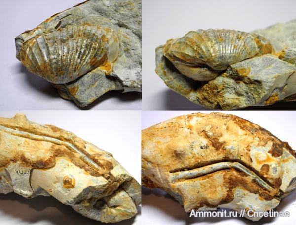 Pholadomya, pholadomya oviformis, Aspidoceras