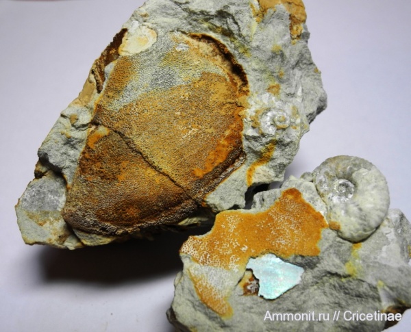 аптихи, Laevaptychus, Sutneria, Aspidoceras, Aptychi