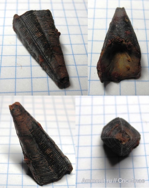 конулярии, Conularia, Holoconularia rossica, Holoconularia