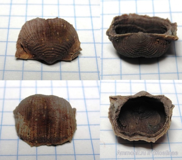 брахиоподы, Productida, Eomarginifera, Eomarginifera lobata