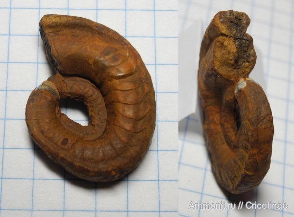 Nautilida, Stroboceras