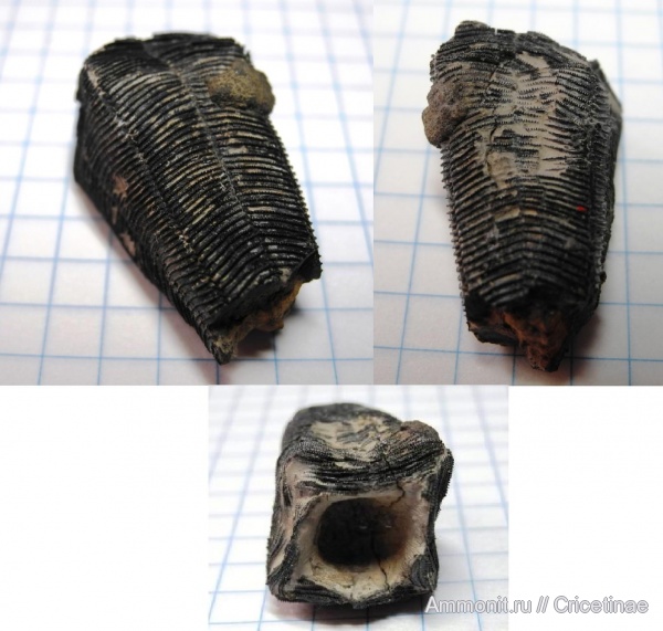 конулярии, Conularia