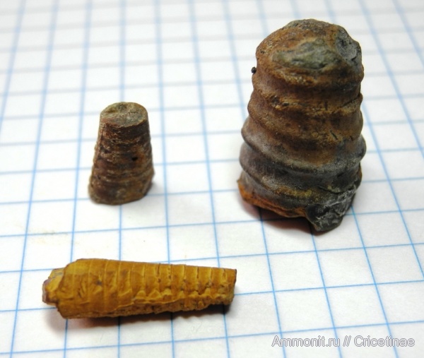 Orthoceras, Cycloceras