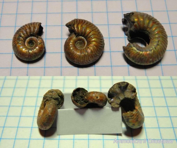 Goliathiceras, Cardioceratidae, Cardioceratinae