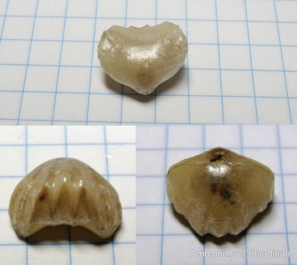 брахиоподы, Ivanoviella, Rhynchonellida