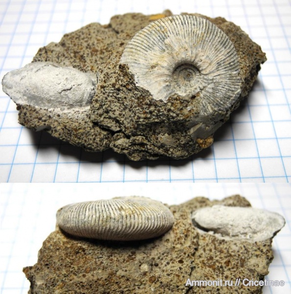 Kosmoceras, Kosmoceras enodatum