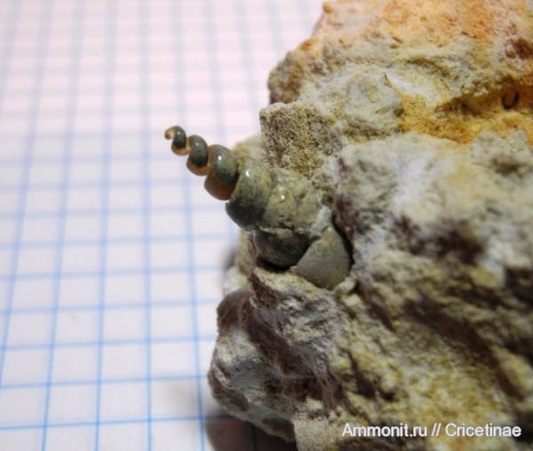 гастроподы