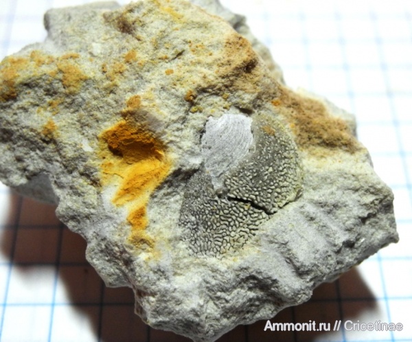 аптихи, Laevaptychus, Aspidoceras, Aptychi