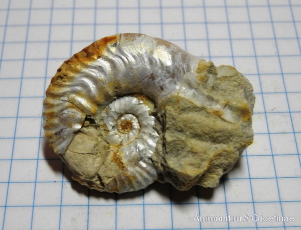 ушки, устье, Sutneria, Microconchs, lappets