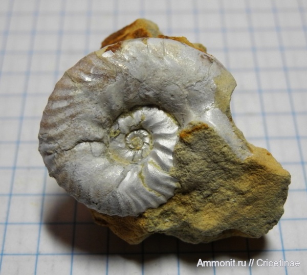 ушки, устье, Sutneria, Microconchs, lappets