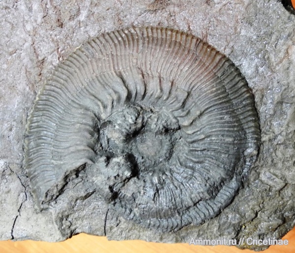 Kosmoceras, Kosmoceratidae