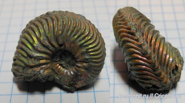 Goliathiceras, Cardioceratidae