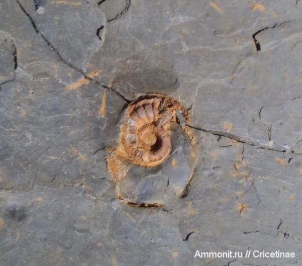 Nautilida, Catastroboceras