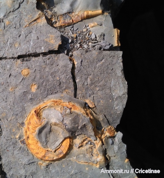 Orthoceras, Nautilida, Catastroboceras