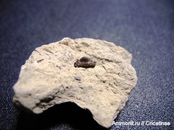 рыбы, зубы, Mesodmodus