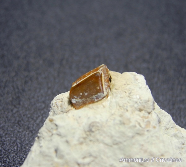 рыбы, чешуя, Megalichthys