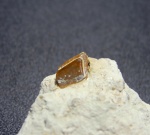 Чешуя Megalichthys