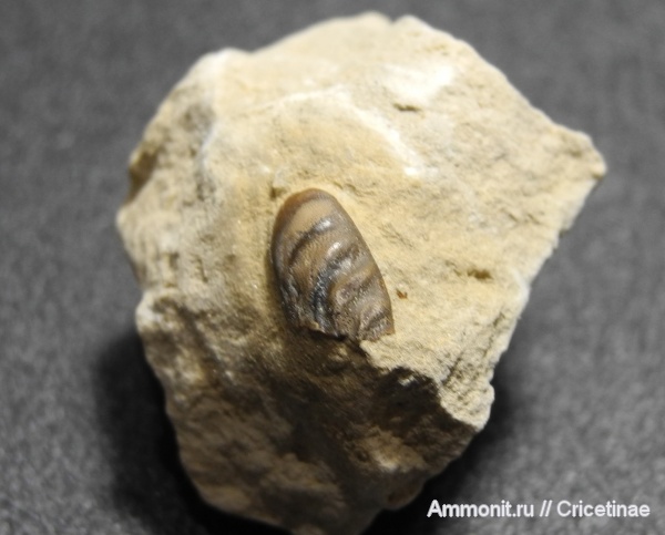 рыбы, зубы, Poecilodus