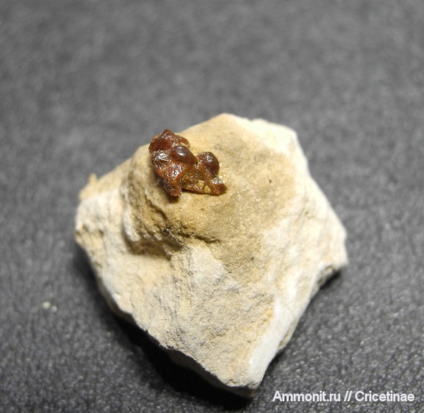 рыбы, зубы, Stethacanthus