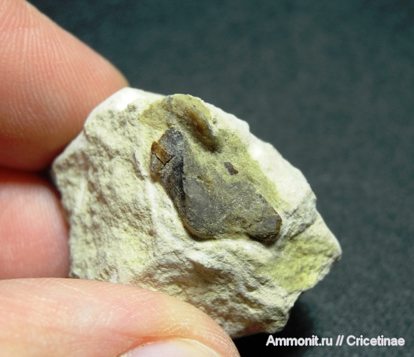 рыбы, зубы, Deltoptychius