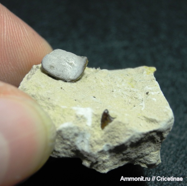 рыбы, зубы, Psammodus