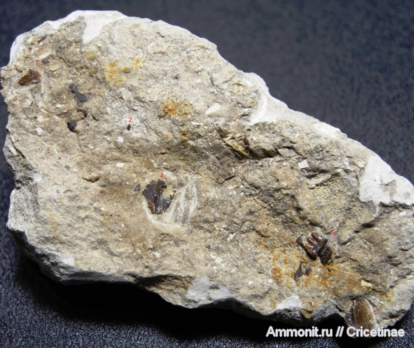 рыбы, зубы, Polyrhizodus, lissodus, Saivodus, чешуя, Psammodus, Megalichthys