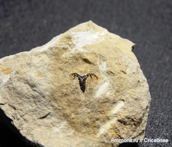 рыбы, зубы, Glikmanius