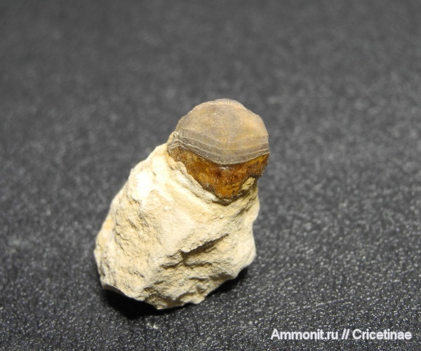 рыбы, зубы, Petalodus