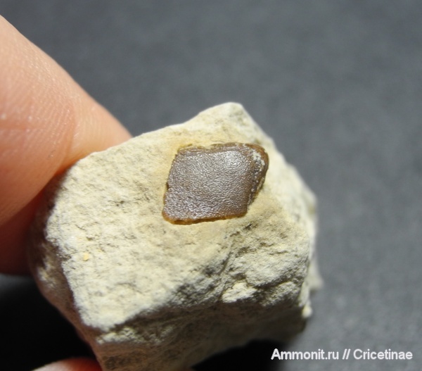 рыбы, чешуя, Megalichthys