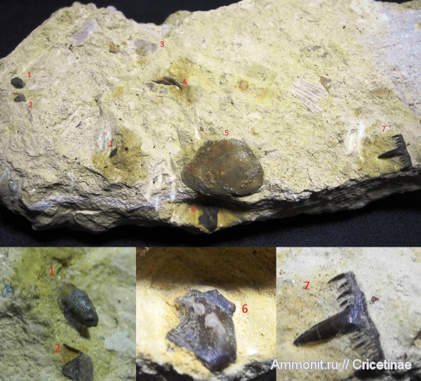 брахиоподы, рыбы, зубы, Poecilodus, Saivodus, Platyxystrodus, Campodus, Megalichthys