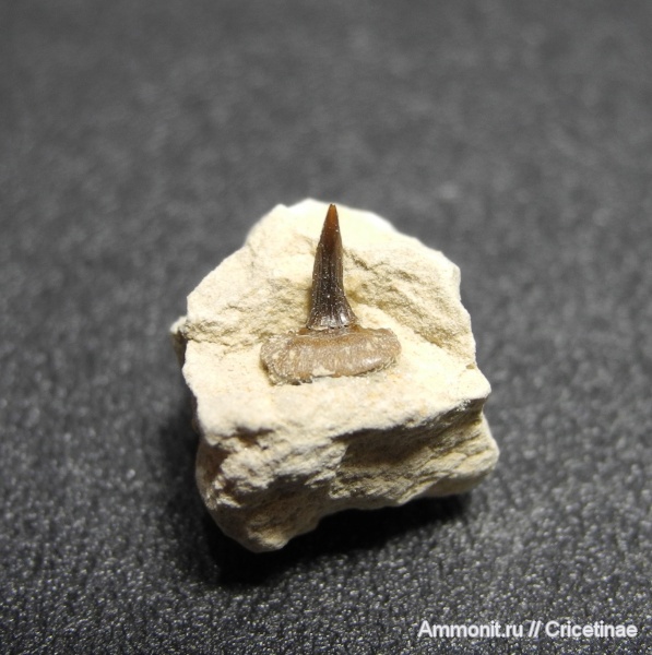 рыбы, зубы, Saivodus