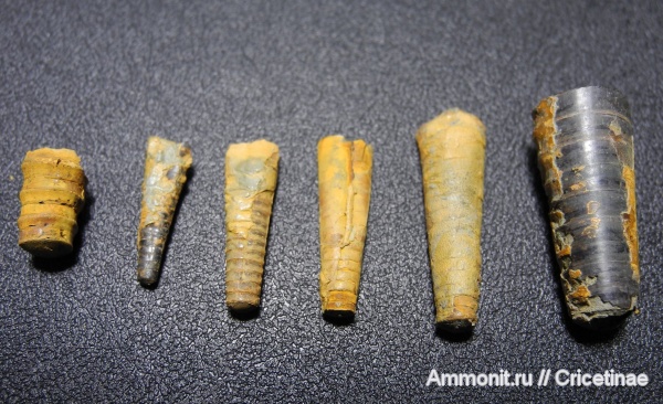 Orthoceras, Cycloceras