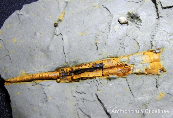 Orthoceras, Acanthodiformes