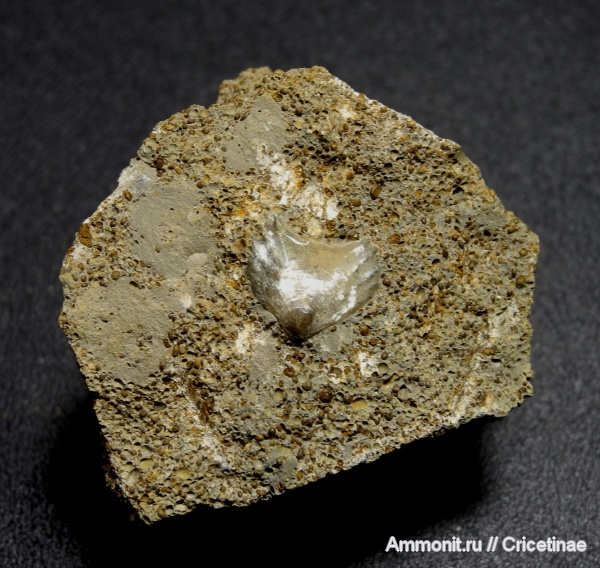 брахиоподы, Ivanoviella