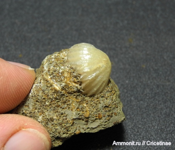 брахиоподы, Rhynchonellida