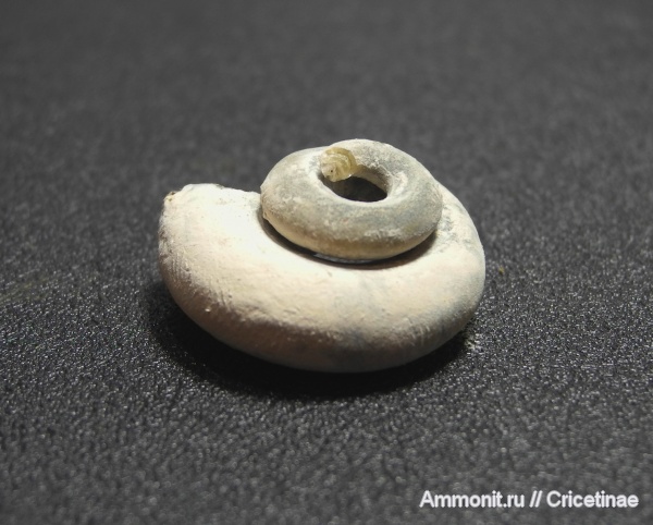 гастроподы, Conotomaria