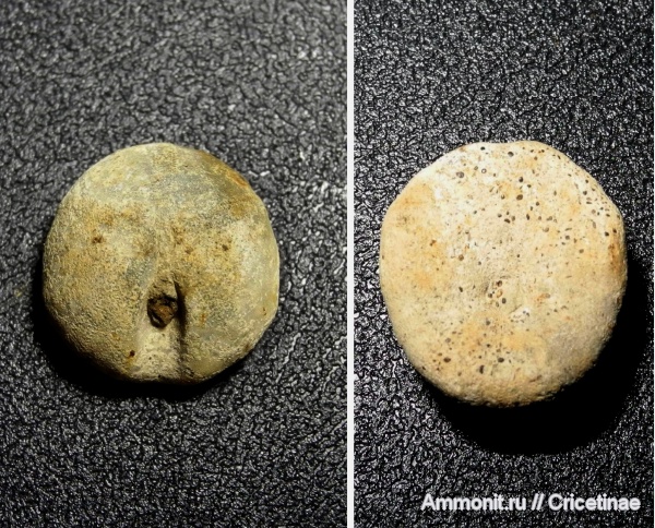 морские ежи, иглокожие, Echinobrissus