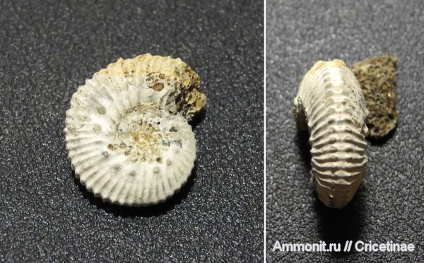 Gulielmiceras, Gulielmiceras distans