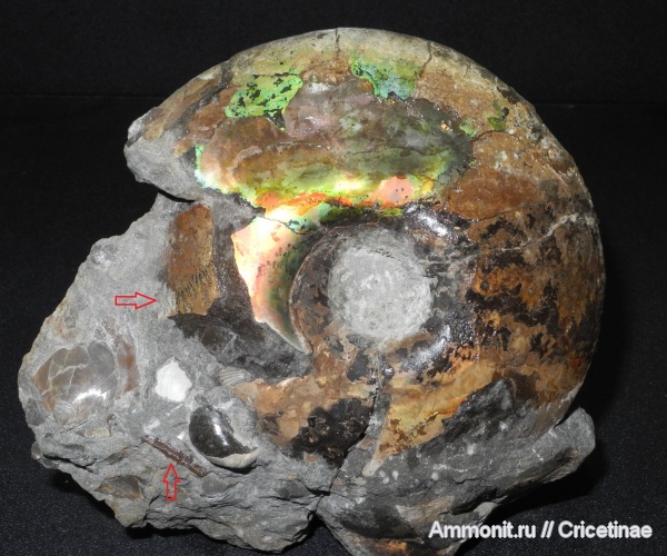 Craspedites, Rhabdocidaris, Rhabdocidaris spinigera, Craspedites okensis