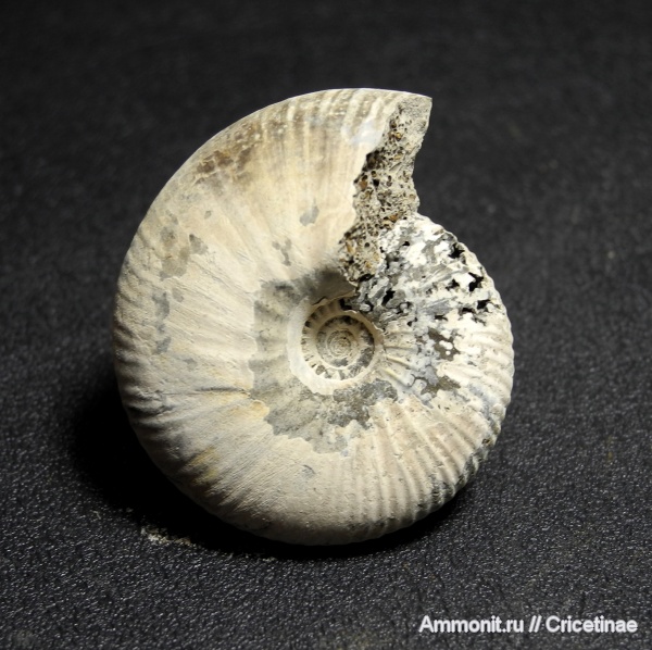 Rondiceras, Rondiceras tcheffkini