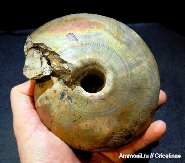 Cadochamoussetia, Cadoceratinae, Cardioceratidae, Cadochamoussetia surensis