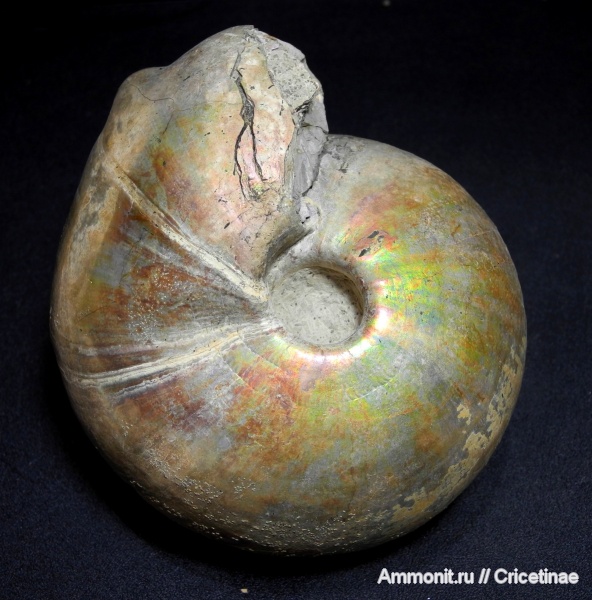 прижизненные повреждения, Cadochamoussetia, Cadoceratinae, Cardioceratidae, Cadochamoussetia surensis