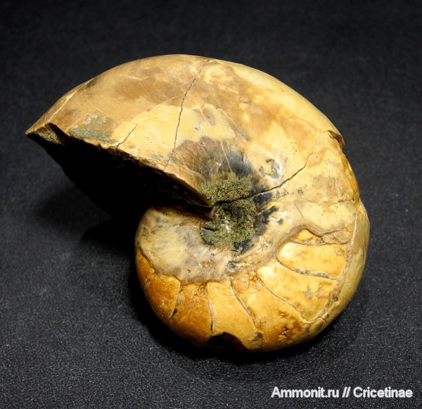 Гемма, Nautilida