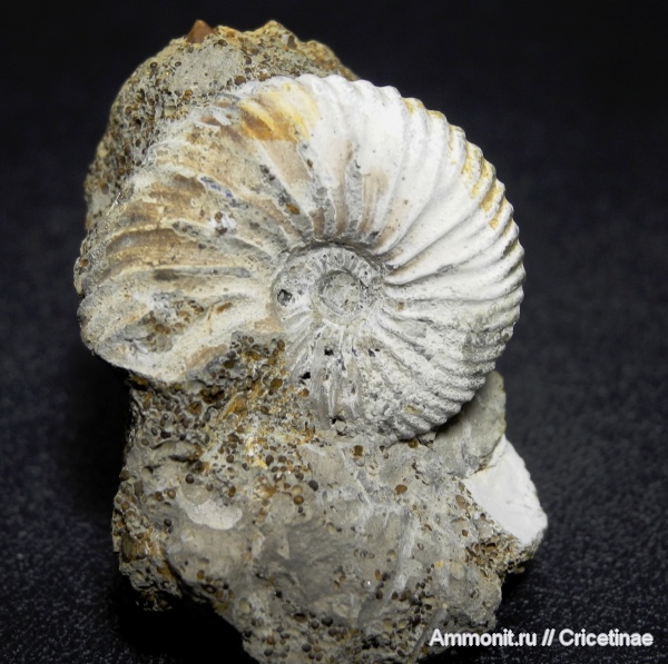 Novocadoceras, Novocadoceras homoeomorphum